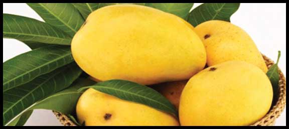 Are Mangoes beneficial for your health?